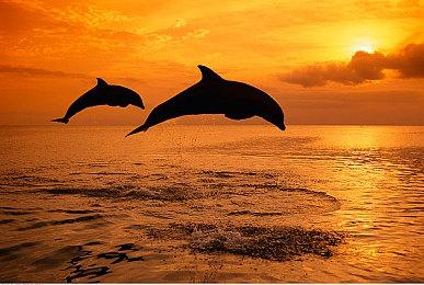 《匹诺曹的谎言》免费版DLSS3帧生成MOD发布